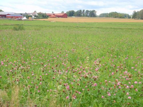 A field of Clover.